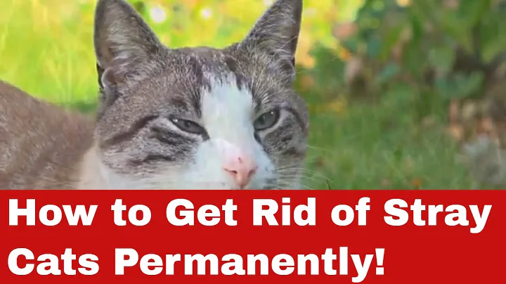 How to Get Rid of Stray Cats Permanently