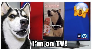 Husky Reacts to Seeing Herself on TV!