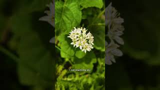 Download Lagu Flower Garden 269 MP3