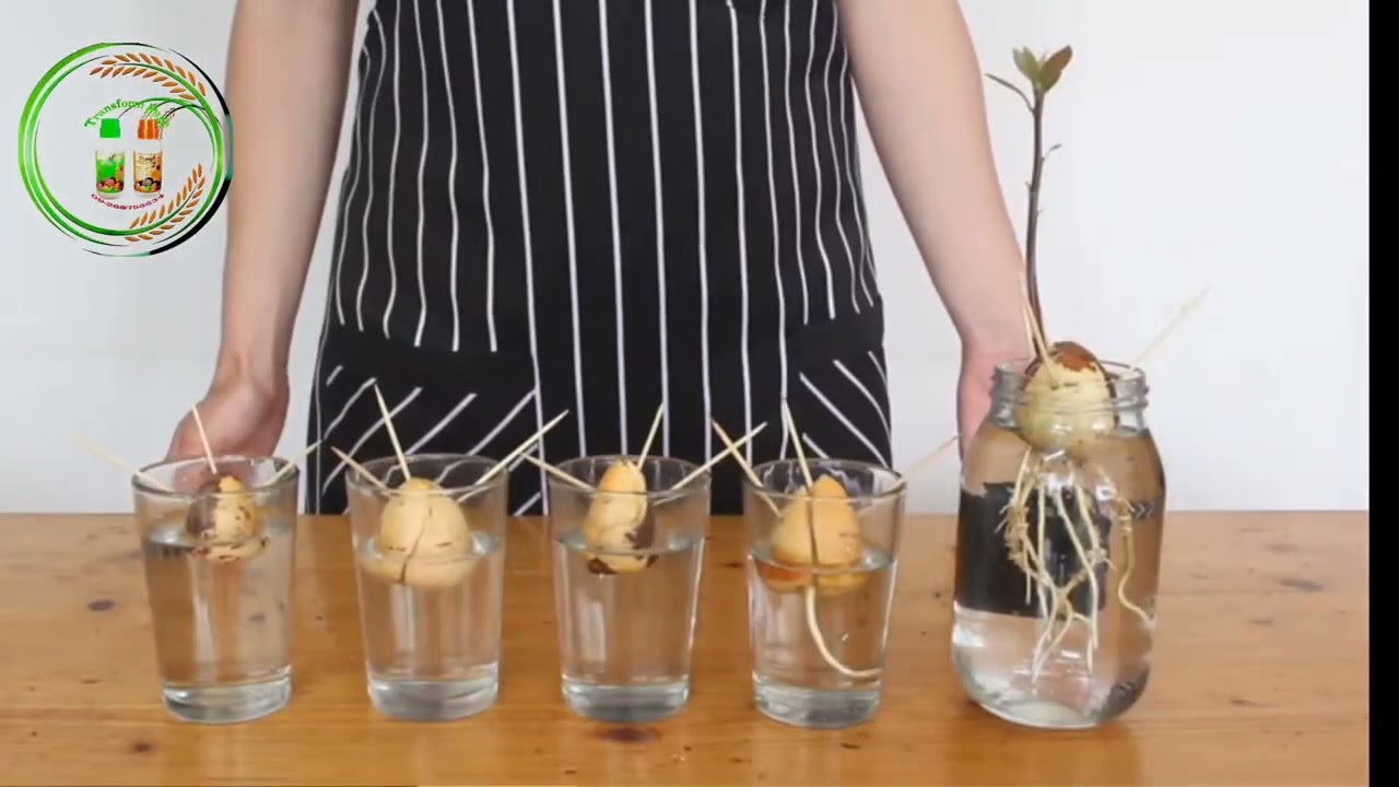 ထောပတ်သီးစိုက်နည်း