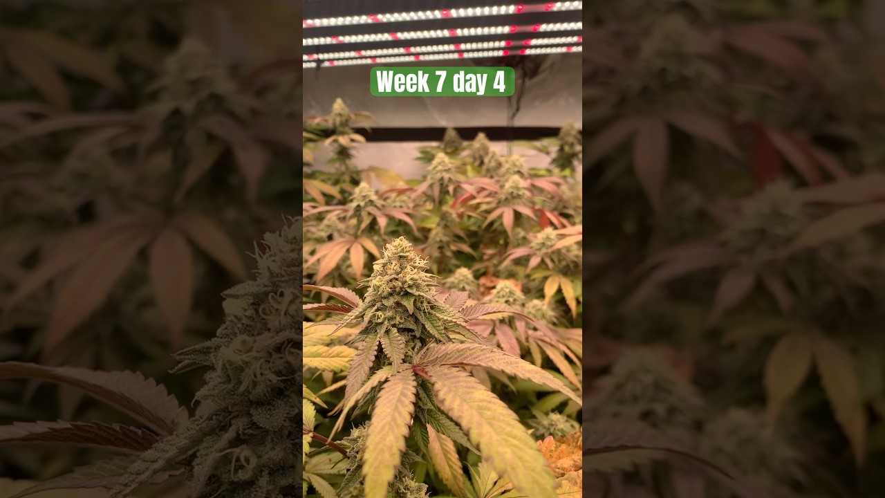 🌱- Week 7 day 4 of flower 💚 