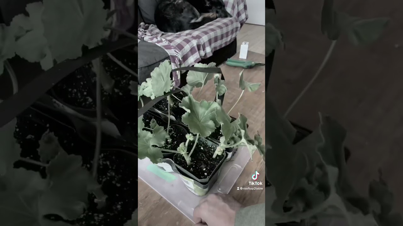 Geranium Propagation: October Update