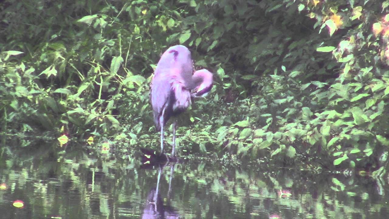 Birds of the Burial Ground 2015 final version