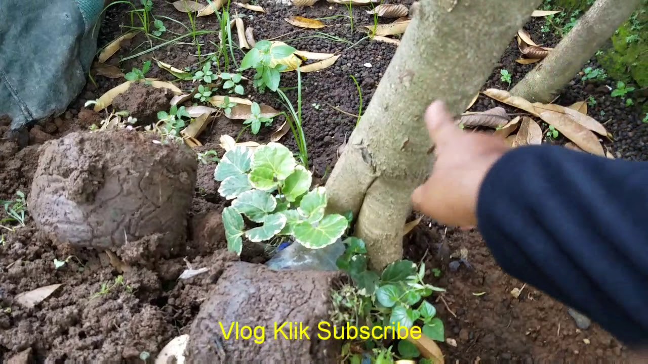 #Vlog20 || TopWorking tanaman durian untuk mendeteksi ...