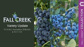 Fall Creek Collection - Variety Update - 'FC14-062', PeachyBlue 'ZF08-029', and 'FC11-118'