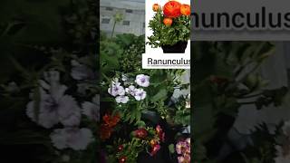 #gardening#summerflower #februrary #flowergarden #terracegardenindia #naturelovers #beautifulflowers