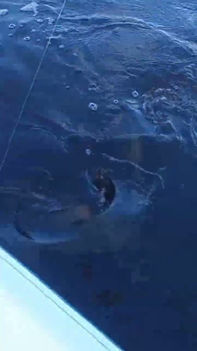 Bull Shark in the St. Johns River in Orange Park #bullshark #claycounty