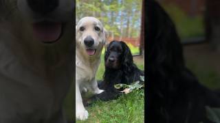 The Best Golden and Setter TEAM #dog #subscribe
