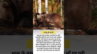 भालू के बच्चे#facts#knowledge#youtubeshorts#youtubevideo#train#railwaystation#bearanimal#animals