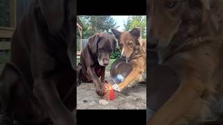 Funny Dogs and Amazing Phone Tricks 😂🐶📱 | Viral Shorts #shorts
