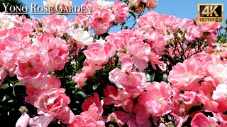 Rose blooming at Spring in Saitama Japan 【与野公園】| #explorejapan #japan #4khdr