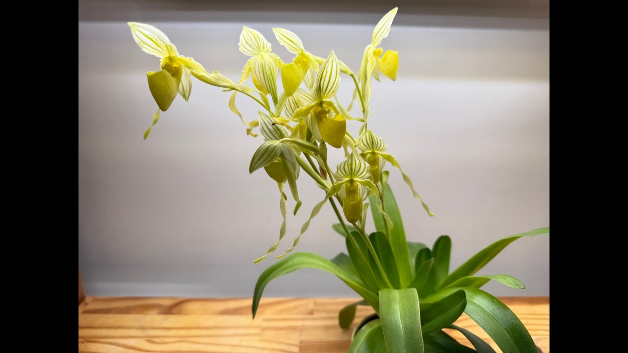 Amazing multifloral Paph: Paphiopedilum philippinense var. alba orchid ...