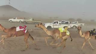 الشوط الاول بكار فطامين صعوب شروط ل راشد سالم سعيد الحرسوسي التوقيت1:37:09ميدان سيح الظباء 2023/4/8م