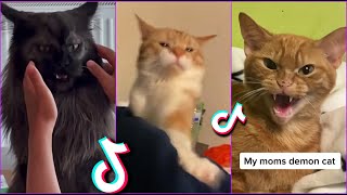 Funniest Cats From TikTok #1