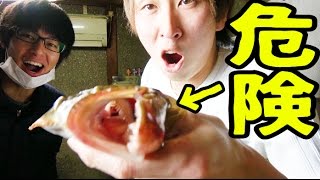 時価10000円の肉食魚を達人が捌く！【きまぐれクック × 渥美拓馬】深夜のコラボ