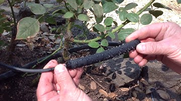 Deep Root Irrigation for Roses