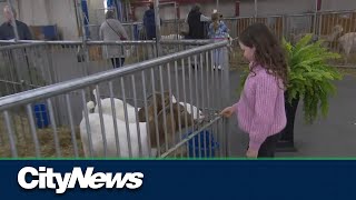 Royal Winter Agricultural Fair lands in Toronto