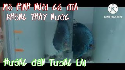 qui trình nuôi cá đĩa không thay nước. nhờ ứng dụng vi sinh.