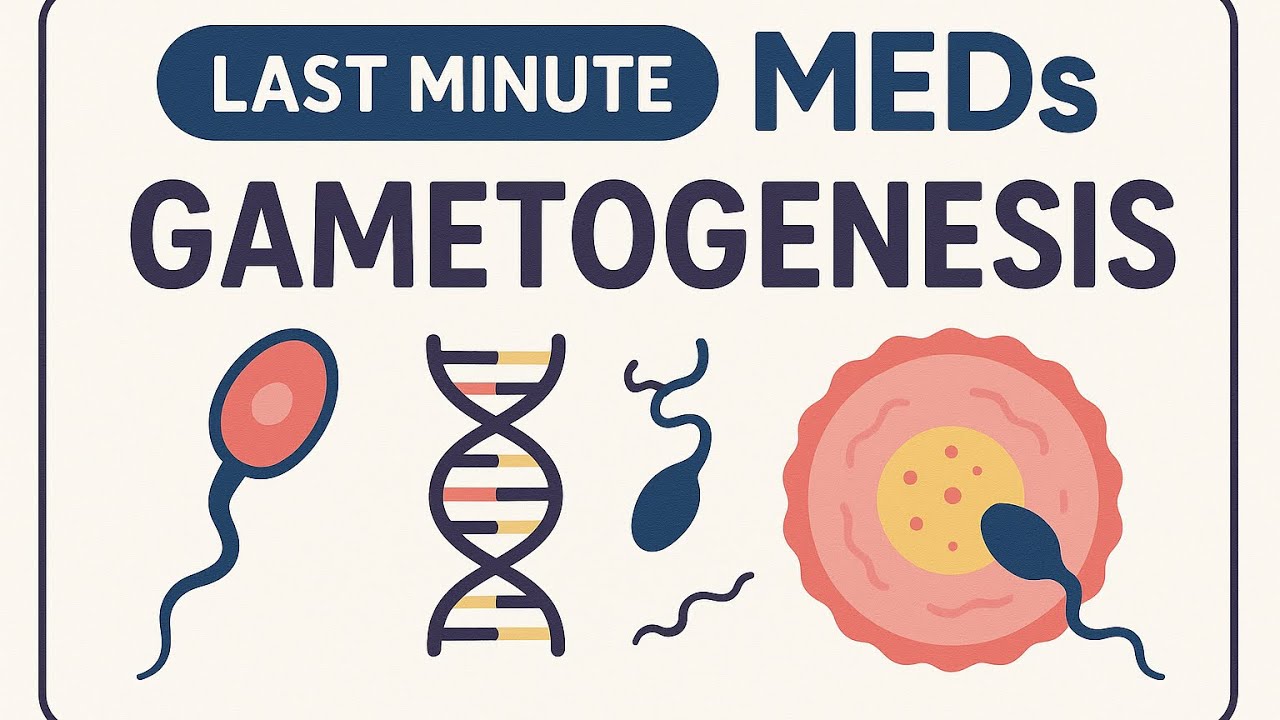 “Gametogenesis MADE EASY! 💡 Quick Revision for NEET/MBBS”