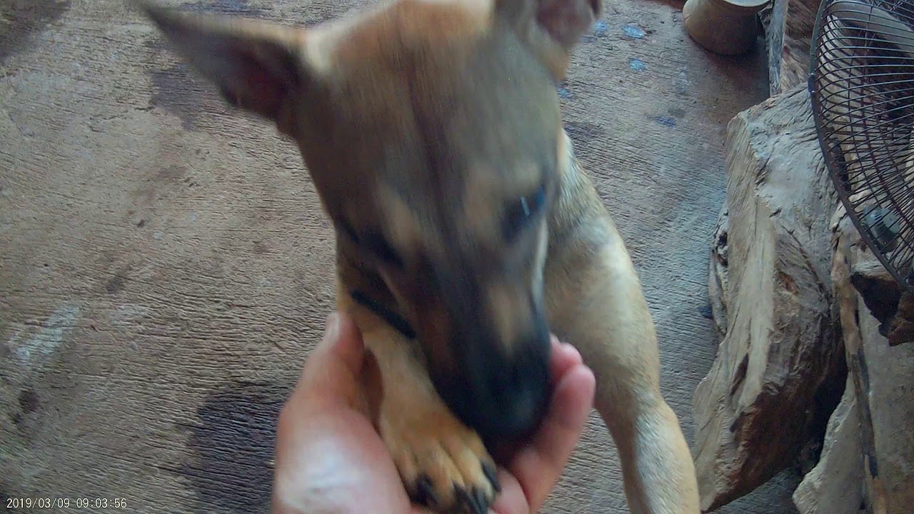 Philippine purebreds