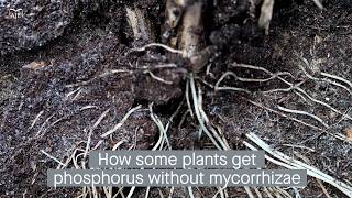 Helotiales fungal partners support phosphorus acquisition in non-mycorrhizal plants