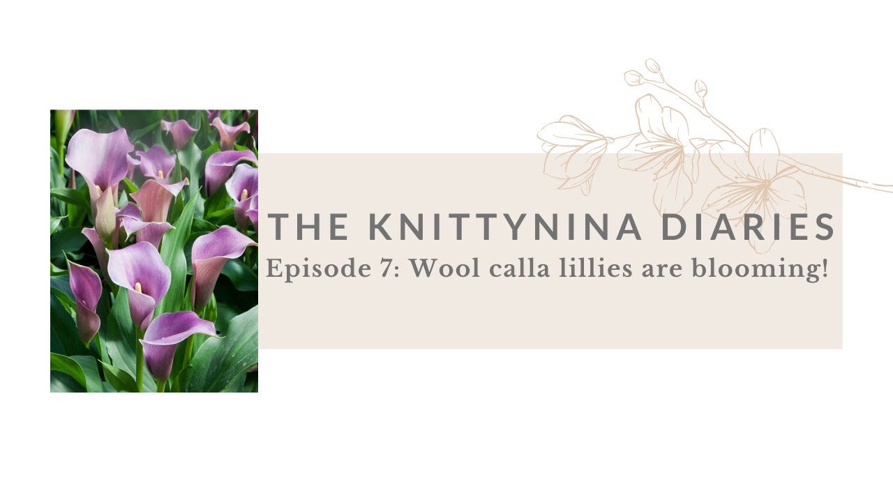 The Knittynina Diaries : Let's chat about my blooming Calla Lillies!