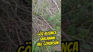 Göz Alışınca Saklananı Bile Görürsün