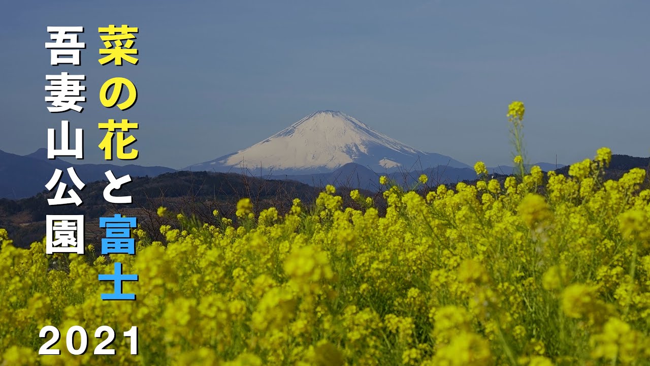 21 吾妻山公園の菜の花と富士 4k Rape Blossoms Mt Fuji At Azumayama Park Uhd Youtube
