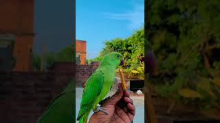 Bolne wala tota 🦜 #parrot #talkingparot #nonstoptalkingparrot #azharparrot #viralvideo