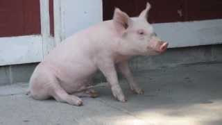 Rescue sends Pork Chop to Nature Barn at Cottonmill Park