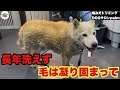 【初来店】固まった毛が邪魔して汚れがこびりついてしまった！噛み犬柴犬のトリミング