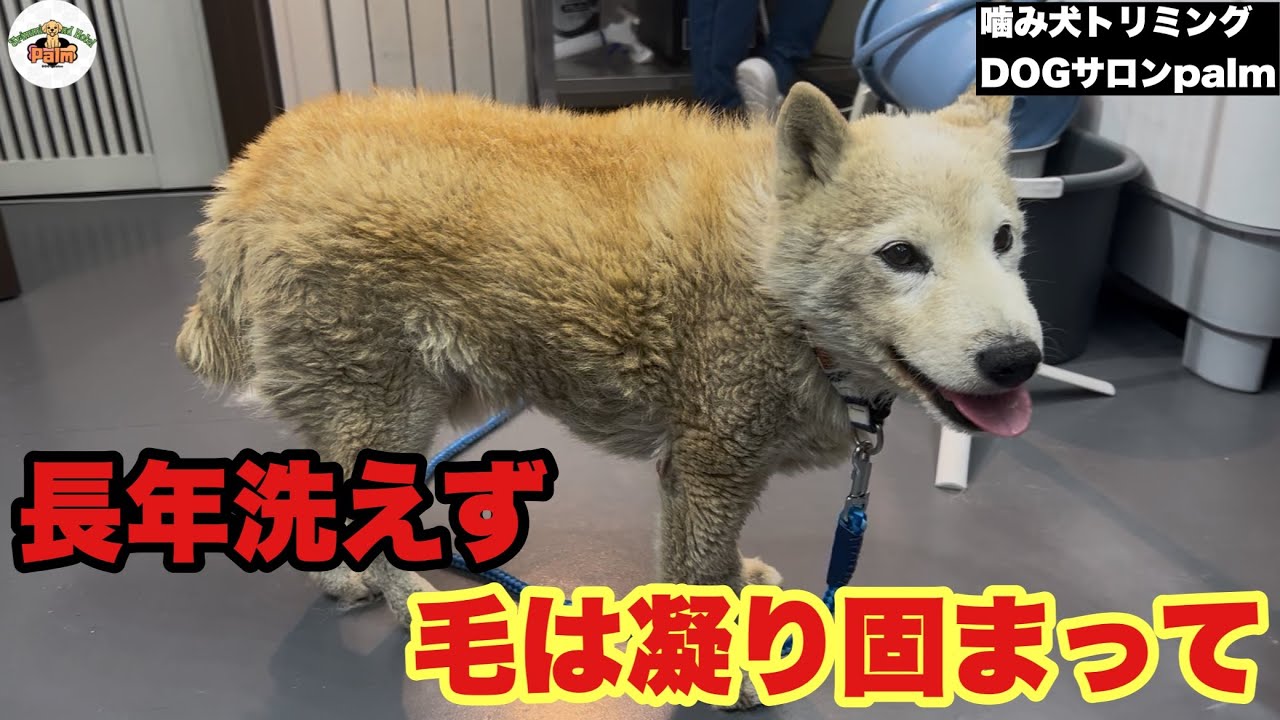 お兄ちゃんにワシャワシャしてもらいたい柴犬小夏 - YouTube