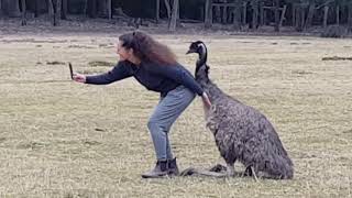 Emu Mating Season