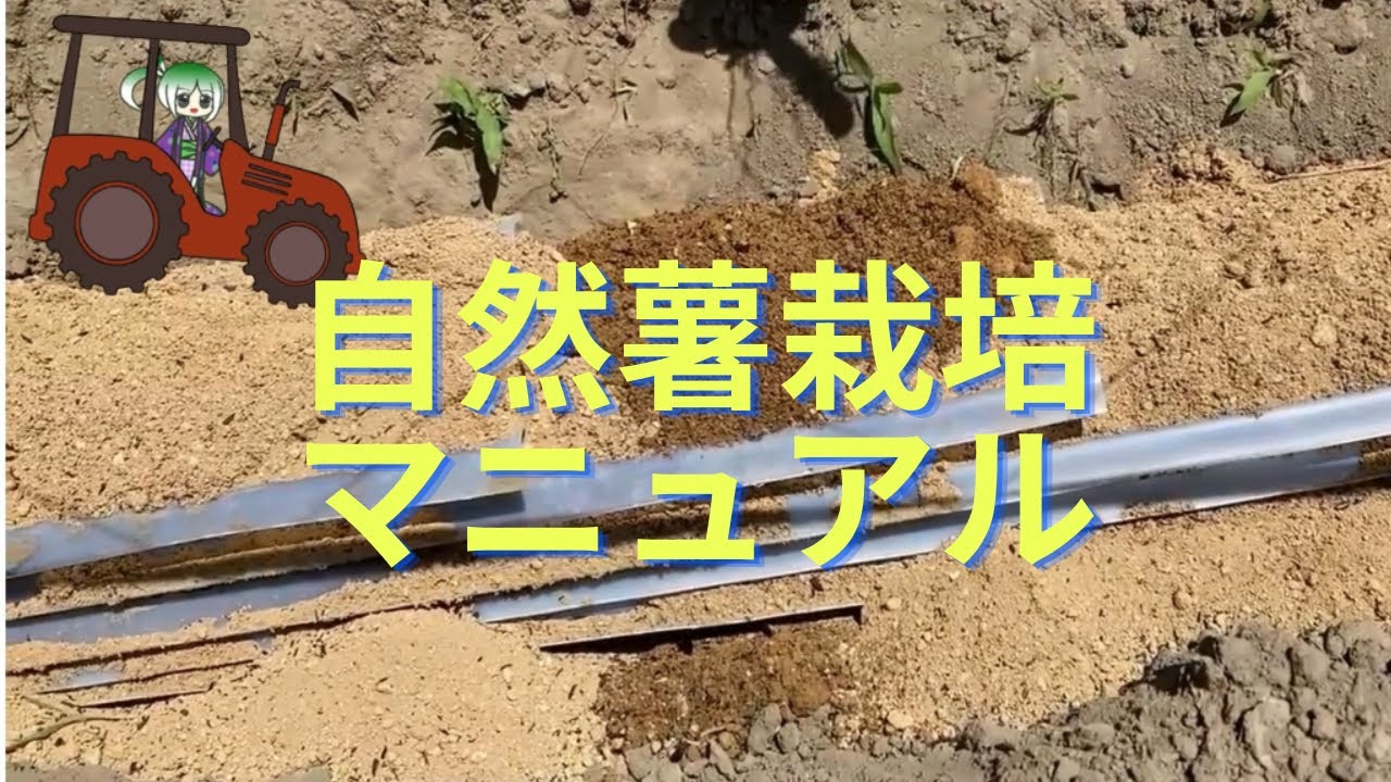 自然薯栽培マニュアル - YouTube