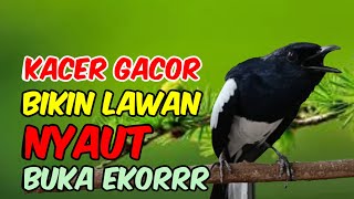 Pancingan kacer ngeplong, Suara kacer gacor ngeplong bikin lawan langsung nyaut gacor!