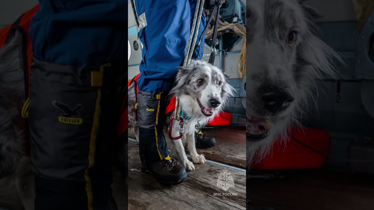 Собачья жизнь 