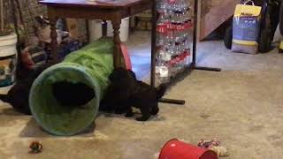 Download Lagu Bouvierpups Am Beau: Pharo van de Maesbouviers x Pippa Am Beau MP3