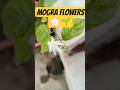 Mogra flowers💮🪴#gardening #trending #shorts #trendingshorts #youtubeshorts #viral #viralvideo#nature