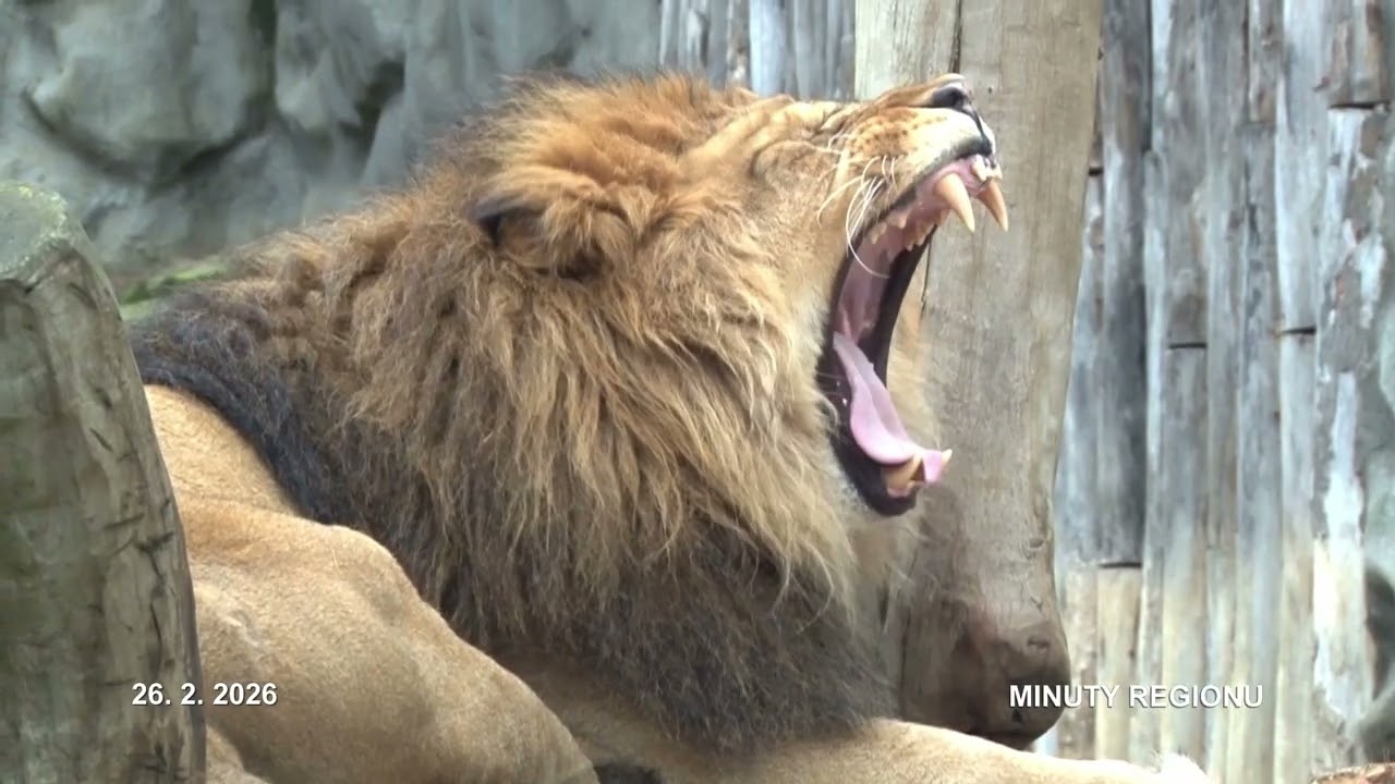 Minuty Regionu 26.2.2026