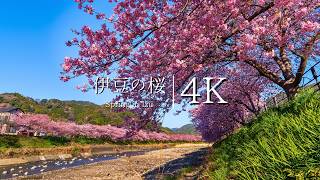 [Heralding spring in Japan] Visit Izu Kawazu Cherry Blossom Festival  JAPAN in 4K