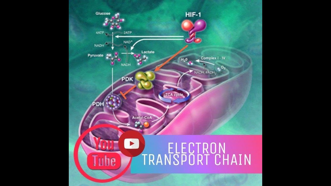ELECTRON TRANSPORT CHAIN MADE EASY | ETC | METABOLIC PATHWAY ...