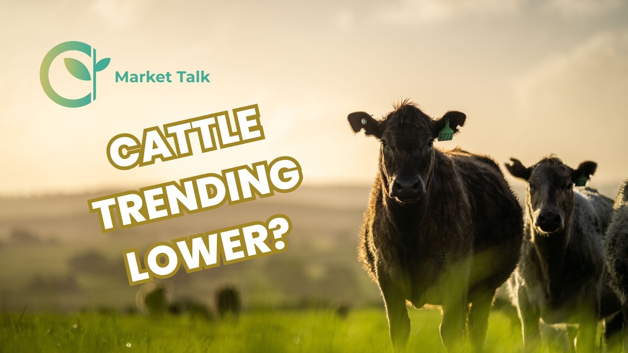 Cattle Markets Can't Catch a Break