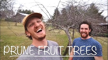 The 4 Ds of PRUNING FRUIT TREES | Simple and Doable