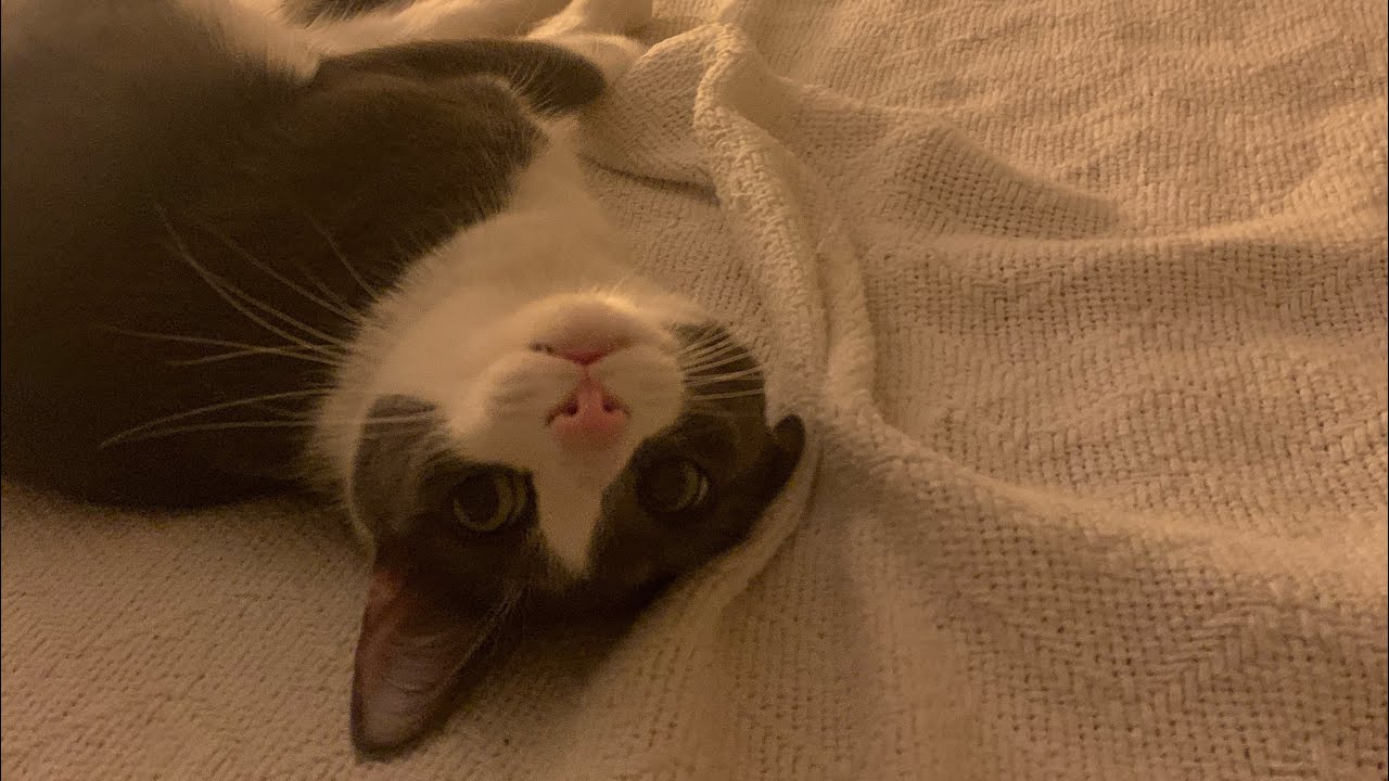 Who Are Mabel & Rodney? @danasandoval624 