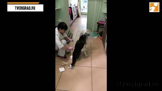 Жители Твери помогли спасти собаку, которую живодер расстрелял на глазах у детей Жители Твери помогли спасти собаку, которую живодер расстрелял на глазах у детей