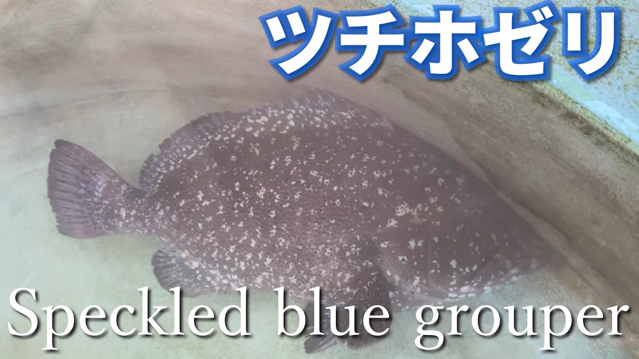 ツチホゼリ】幻級のレア魚！Speckled blue grouper ※Japanese fish
