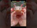 Amazing Features of the Axolotl | #shorts