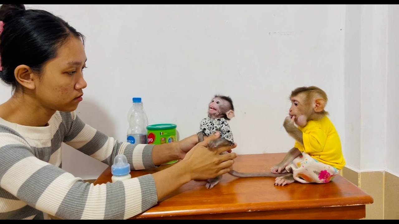 Koi not listen At all to sit calmly look like Jasmine, she look messsy