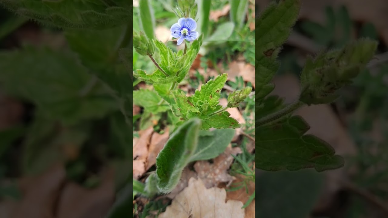 Germander Speedwell (Veronica Chamaedrys) 