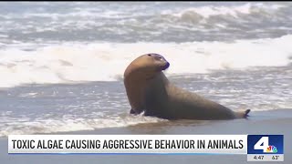 Toxic algae causing aggressive behavior in animals